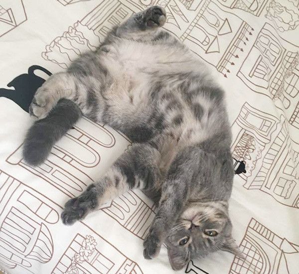 見つめる猫