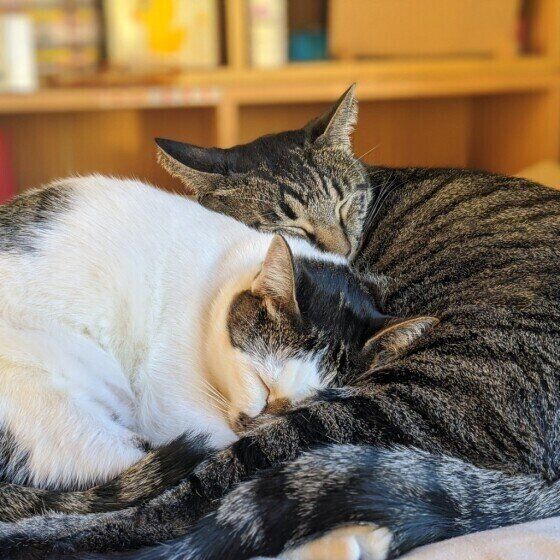 猫団子になる猫たち(MIX、オス/ほか1匹)