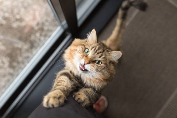 せっかちな猫食品を求めて