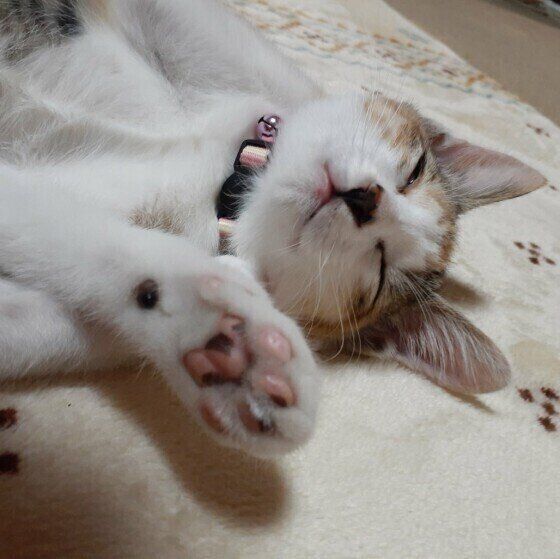 眠る猫