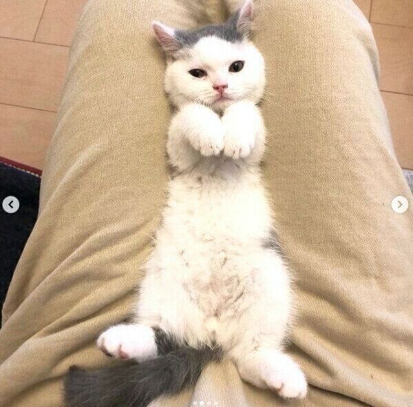 まったりするカツヲくん