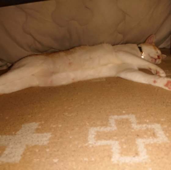 こたつの中で眠る猫