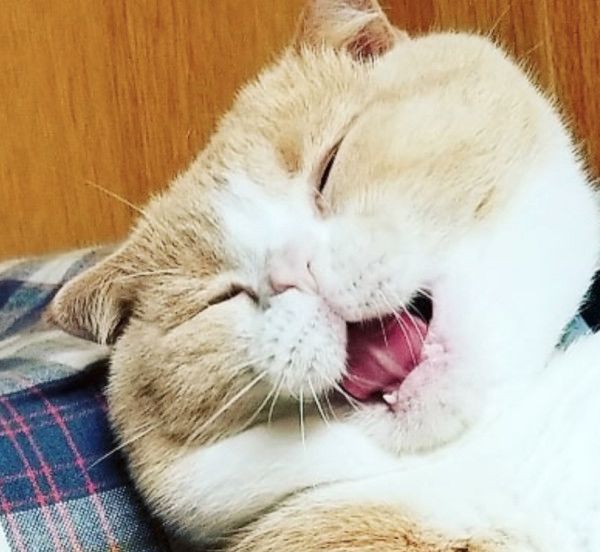 おじさんに見える猫
