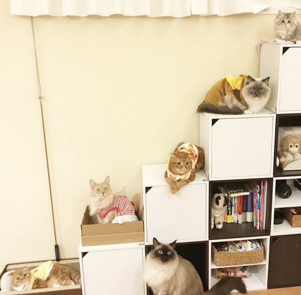 見つめる猫