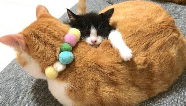 先住猫の上で眠るむーくん