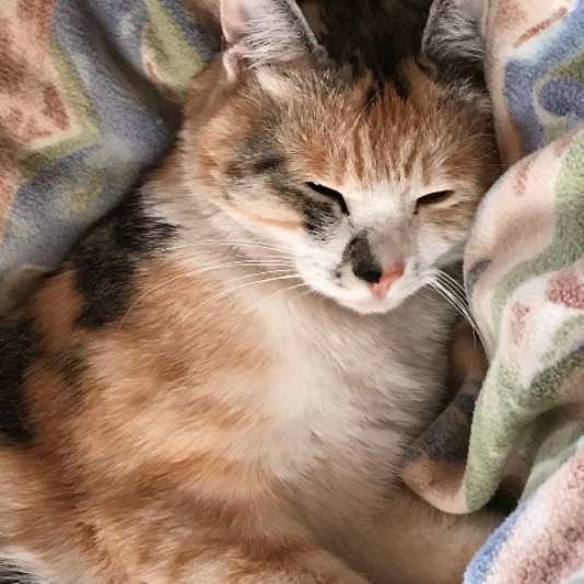 眠そうな猫