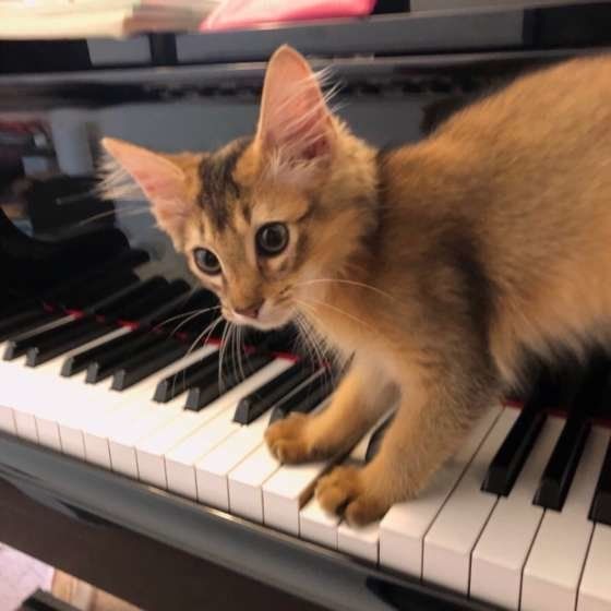 ピアノに乗るソマリ
