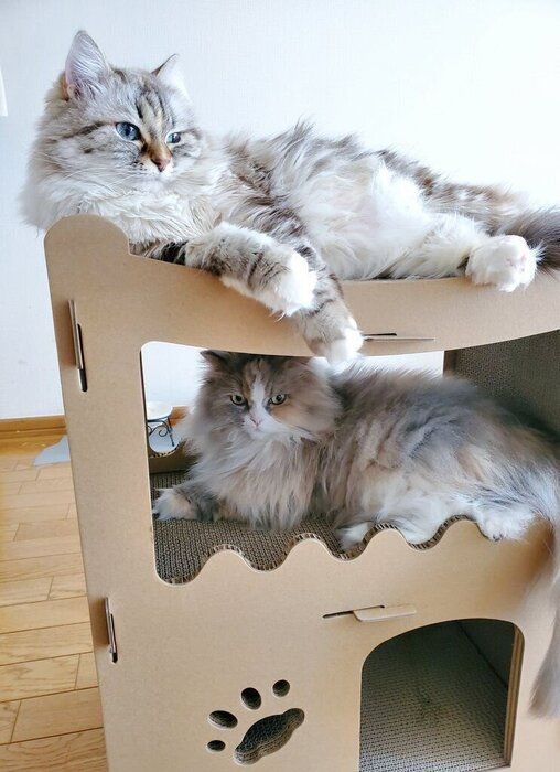 2匹のサイベリアン