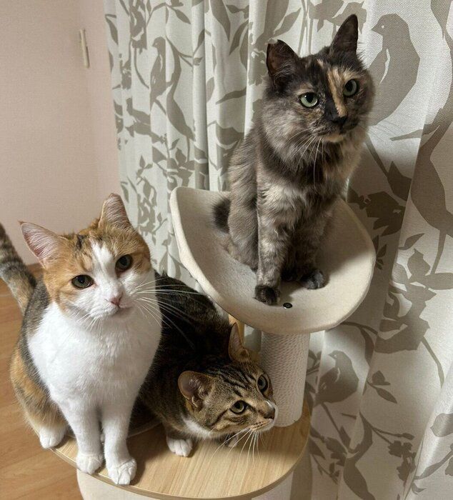 キャットタワーに集合