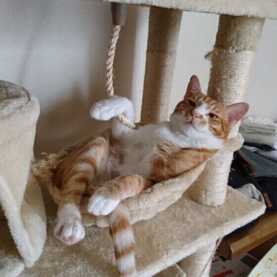 ハンモックでくつろぐ猫