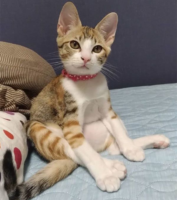 座る猫