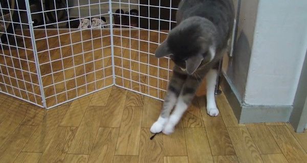 綿棒で遊ぶ猫