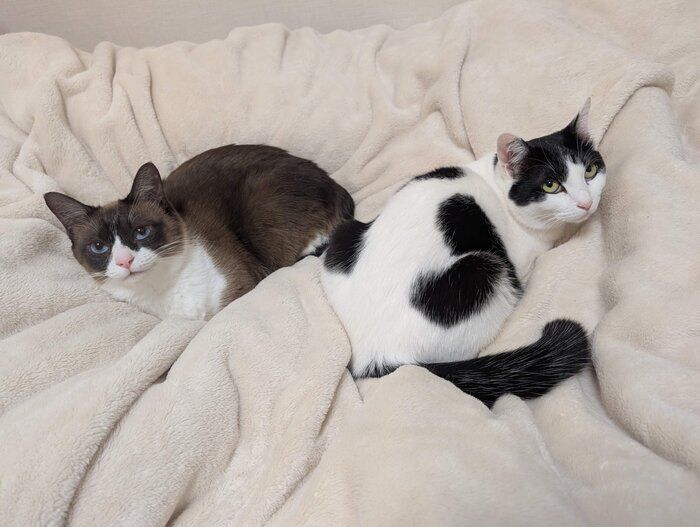 毛布の上でくつろぐ2匹の猫