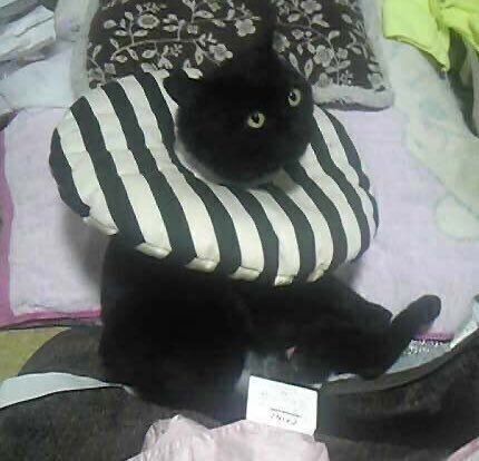 去勢手術を終え、飼い主さんの家に帰ってきたときのにゃんきちくん。