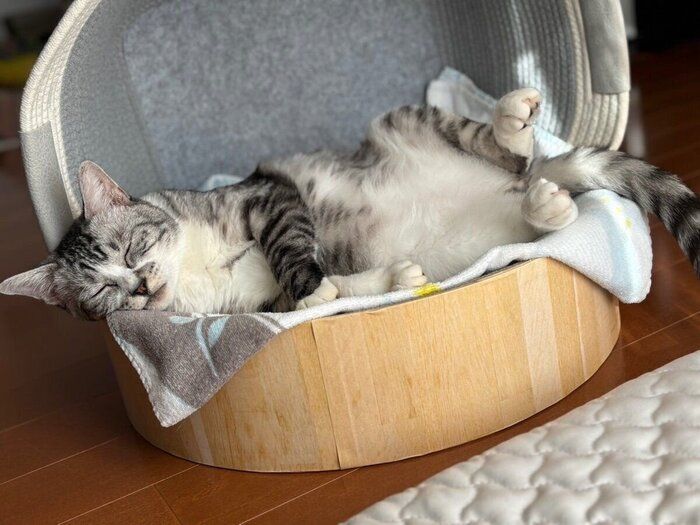 無防備なポーズで眠る春くん。