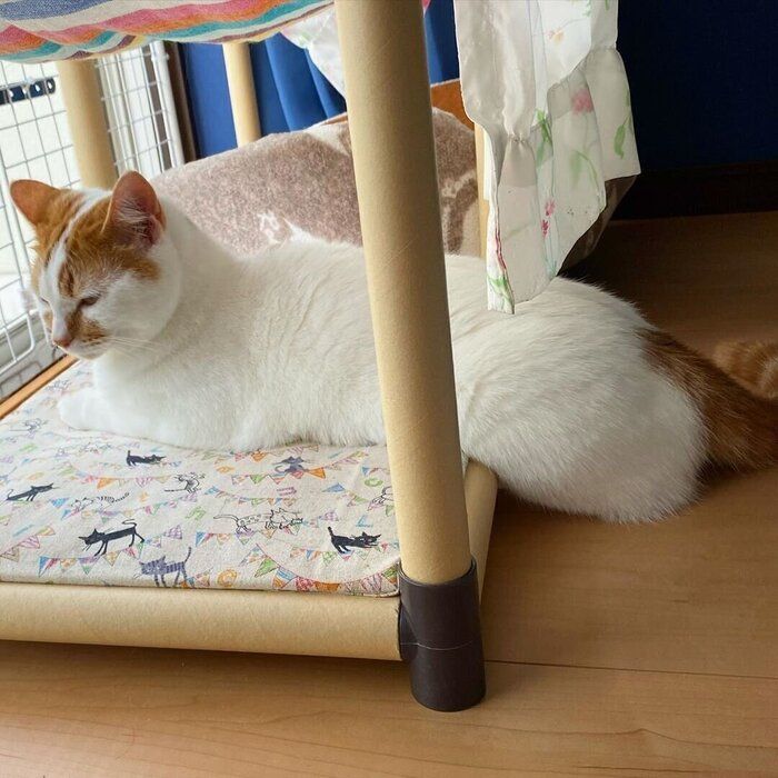 ハンモック1階 ルーちゃん お尻がチラリ