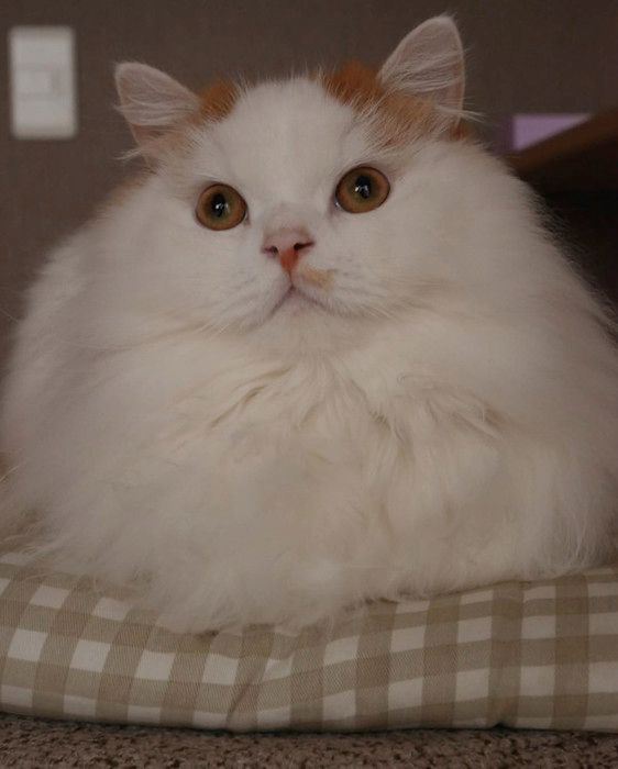 直立不動の猫
