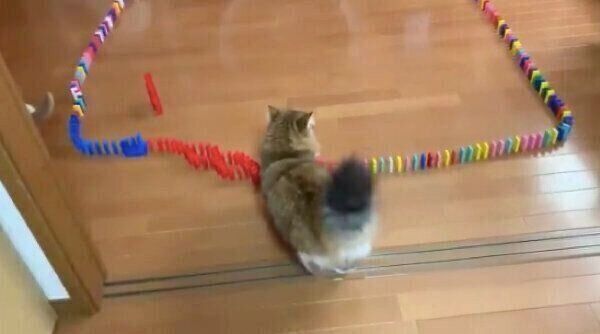 ドミノを横切ろうとする秀吉くん