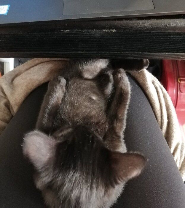 リモートワークをする飼い主さんのひざに乗るピノくん