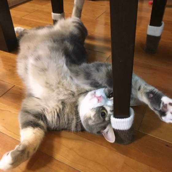 ヘソ天するスコティッシュフォールド