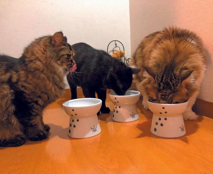 画像/ねこのきもち2019年10月号『猫の病気、そこが知りたい!』