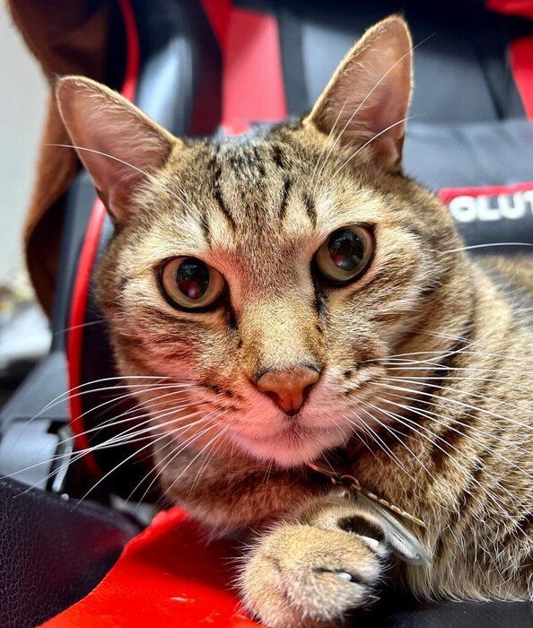 キリッとモードのとらまるくん