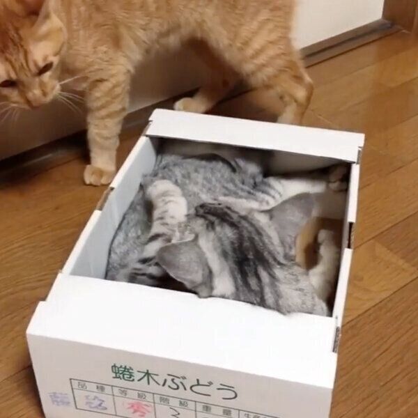 猫たちの箱を巡る仁義なき戦い