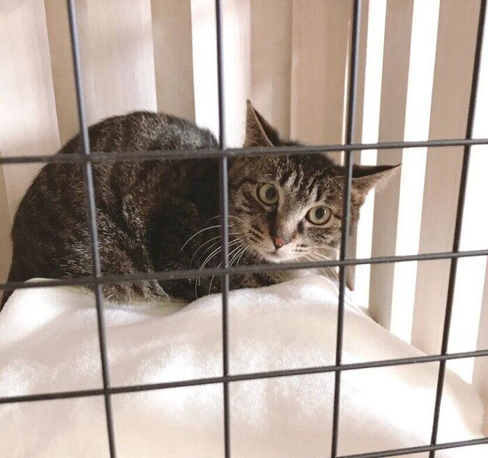 お迎え当日、生後10カ月の猫