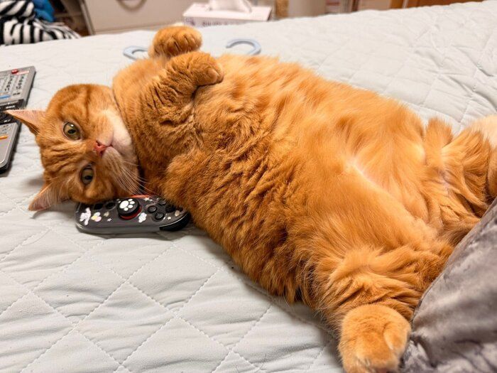 飼い主さんのベッドでくつろぐぷてぃこちゃん