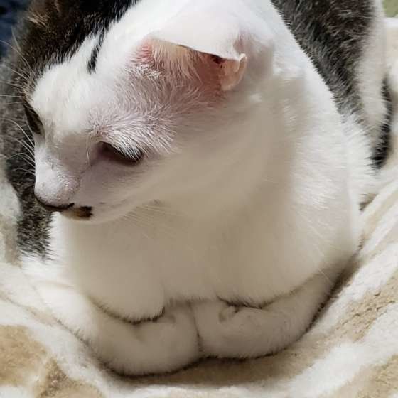 香箱座りする猫