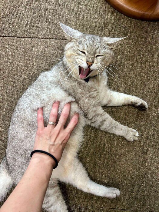 お腹を触られている猫