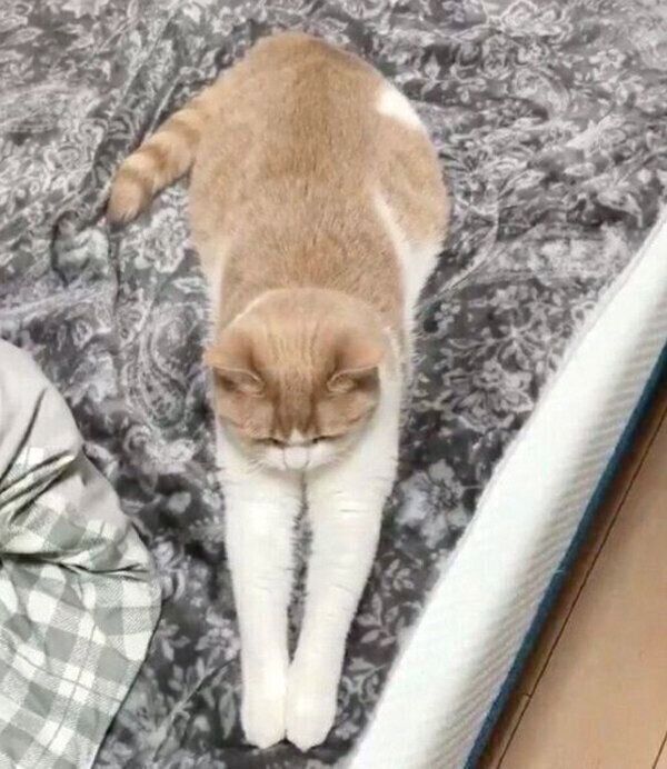 前足をピーンとさせるちょみーちゃん