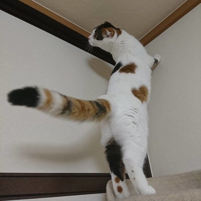 タマちゃん