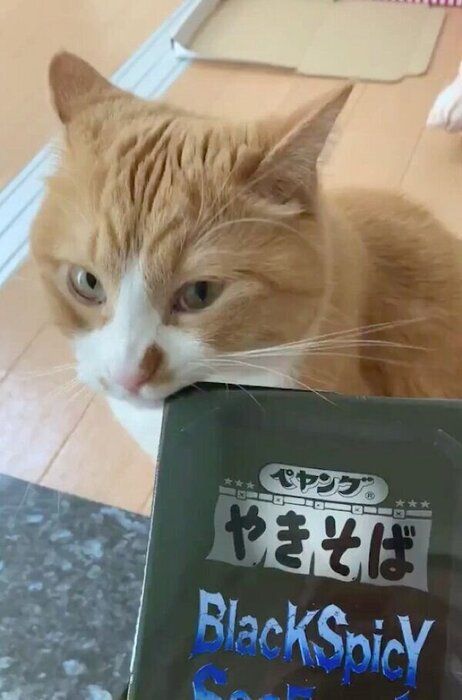 ペヤング泥棒のさんてくん