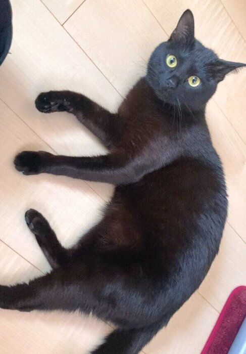 床でくつろぐ猫