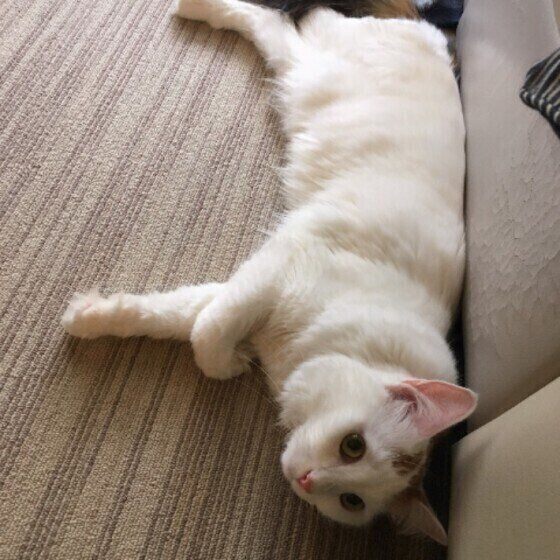 メインクーンのサラちゃん
