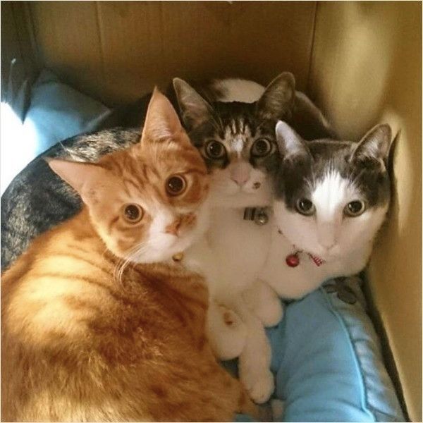 保護猫3兄弟