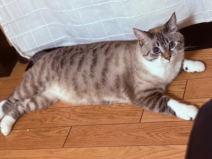 飼い主を見上げる猫