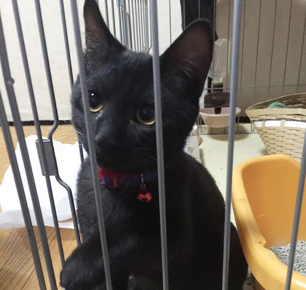 見つめる猫