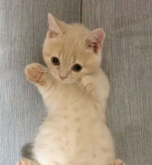 飼い主さんと遊ぶむぎくん