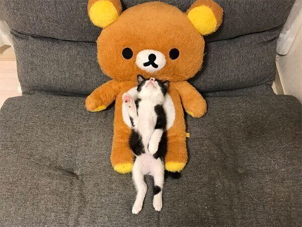 眠るむーくん