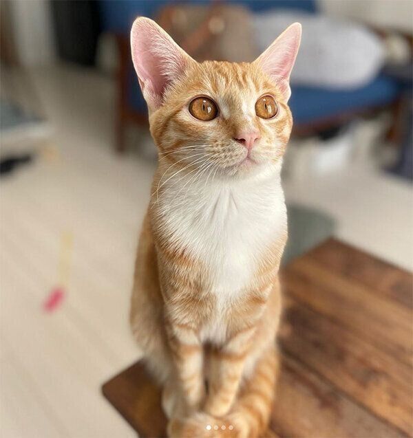 飼い主さんのごはんが気になるハマグリちゃん