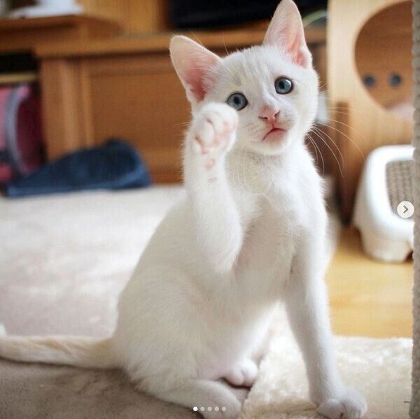 招き猫風な雅くん