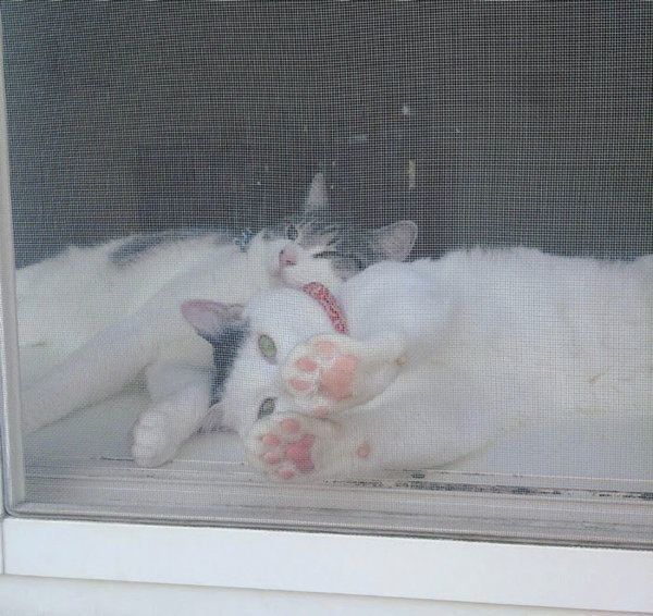 窓越しの猫