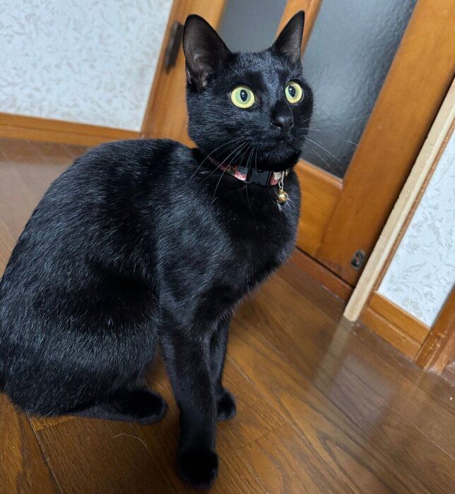 1才になったつくだにちゃん