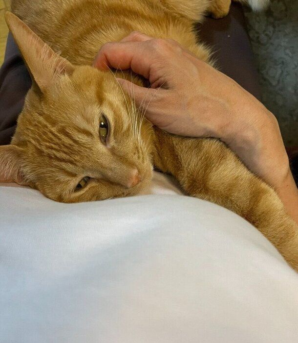 飼い主に甘える猫