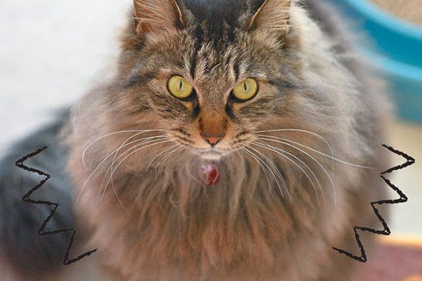 ふっくらした猫/「ねこのきもち」2016年11月号