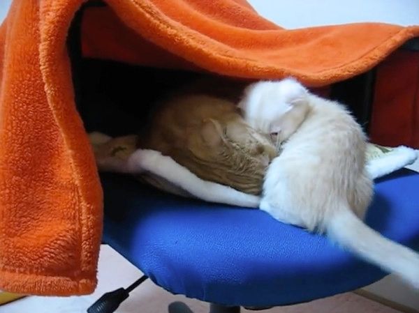 2匹の猫