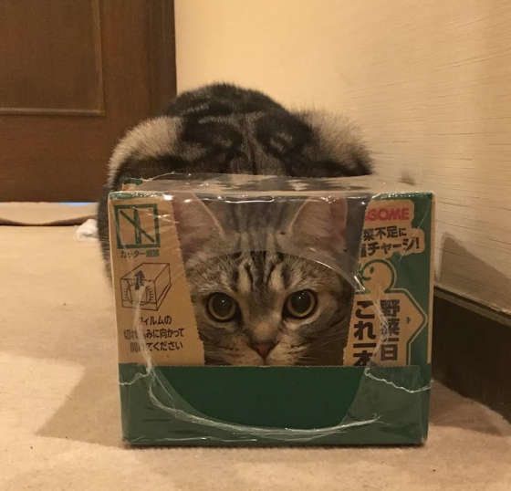 箱