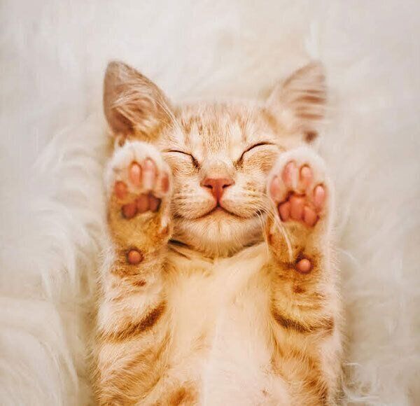 眠る猫
